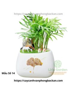 Cây Cau Tiểu Trâm Trang Trí Tiểu Cảnh