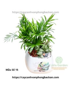 Cây Cau Tiểu Trâm Trang Trí Tiểu Cảnh