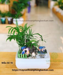 Cây Cau Tiểu Trâm Trang Trí Tiểu Cảnh