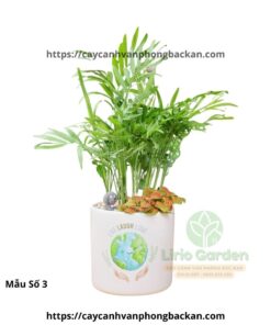 Cây Cau Tiểu Trâm Trang Trí Tiểu Cảnh