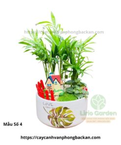 Cây Cau Tiểu Trâm Trang Trí Tiểu Cảnh