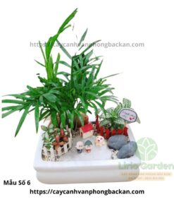 Cây Cau Tiểu Trâm Trang Trí Tiểu Cảnh