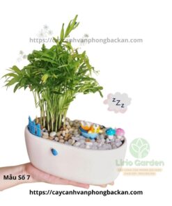 Cây Cau Tiểu Trâm Trang Trí Tiểu Cảnh