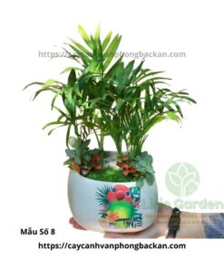 Cây Cau Tiểu Trâm Trang Trí Tiểu Cảnh