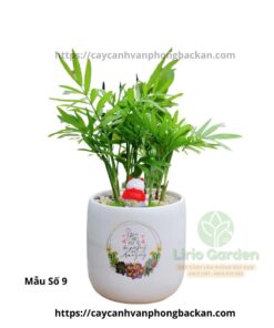 Cây Cau Tiểu Trâm Trang Trí Tiểu Cảnh