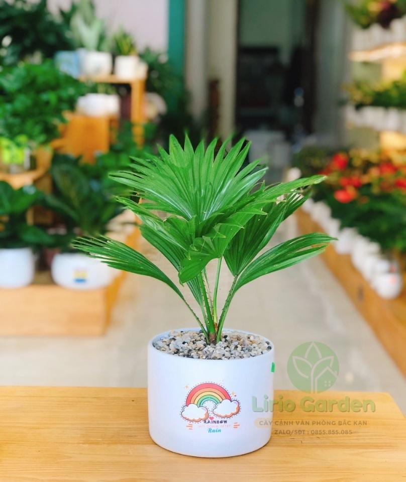 Cây Cọ Nhật
