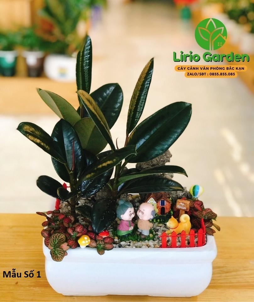 Cây Đa Búp Đỏ Trang Trí Tiểu Cảnh