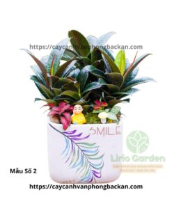 Cây Đa Búp Đỏ Trang Trí Tiểu Cảnh