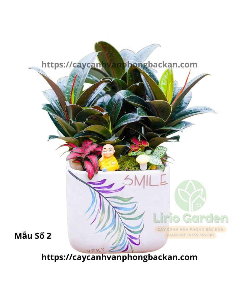 Cây Đa Búp Đỏ Trang Trí Tiểu Cảnh