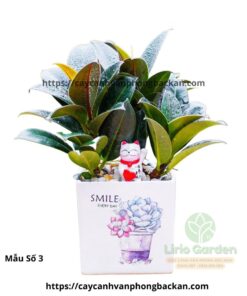 Cây Đa Búp Đỏ Trang Trí Tiểu Cảnh