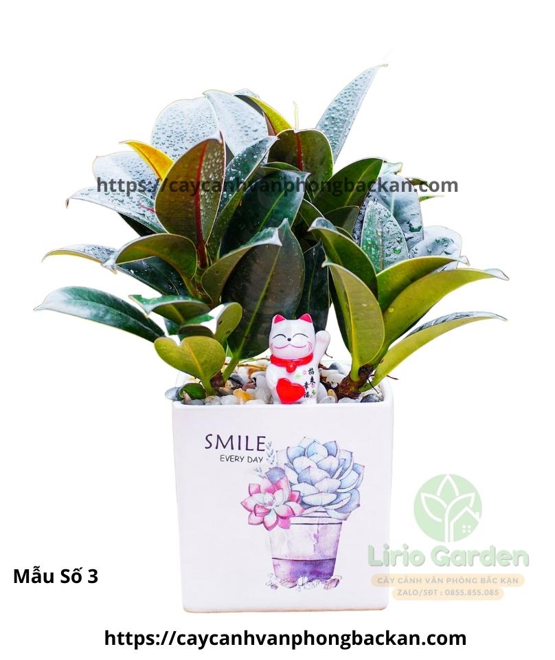 Cây Đa Búp Đỏ Trang Trí Tiểu Cảnh