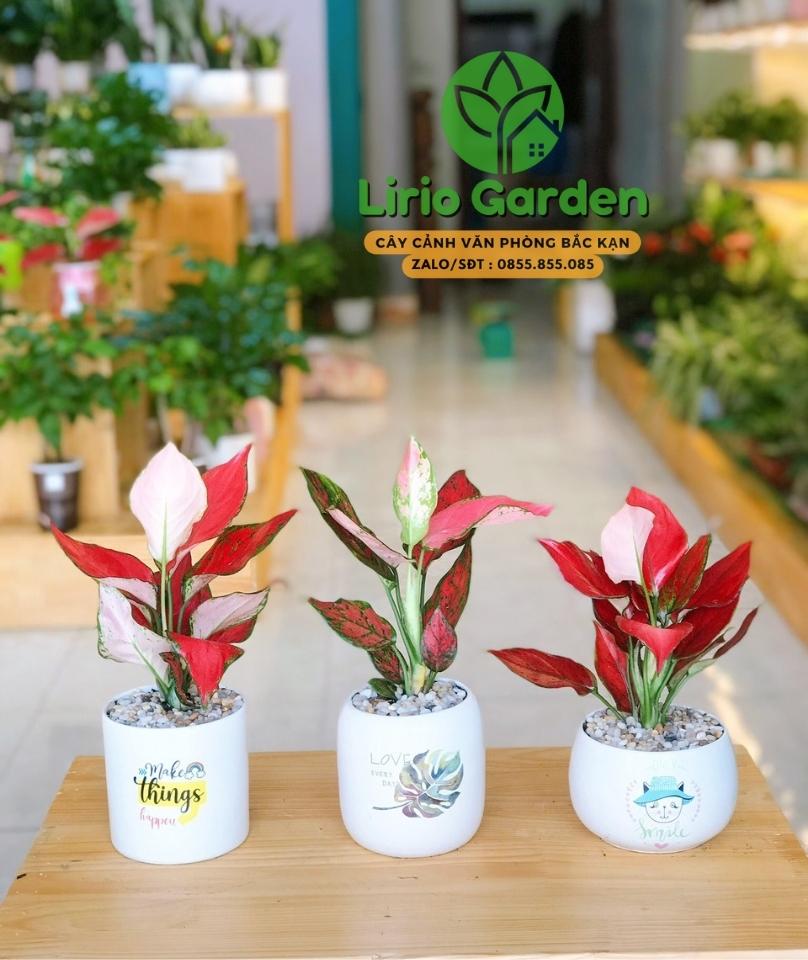 cây hồng lộc vạn lộc đỏ