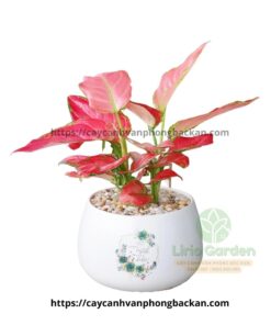 cây hồng lộc vạn lộc đỏ