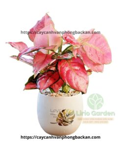 cây hồng lộc vạn lộc đỏ