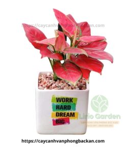 cây hồng lộc vạn lộc đỏ