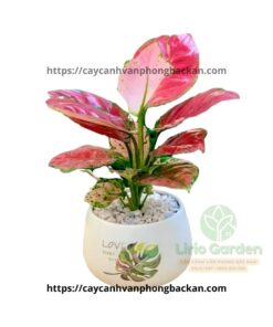 cây hồng lộc vạn lộc đỏ