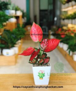 cây hồng lộc vạn lộc đỏ