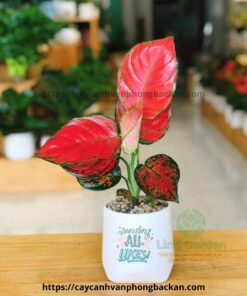 cây hồng lộc vạn lộc đỏ