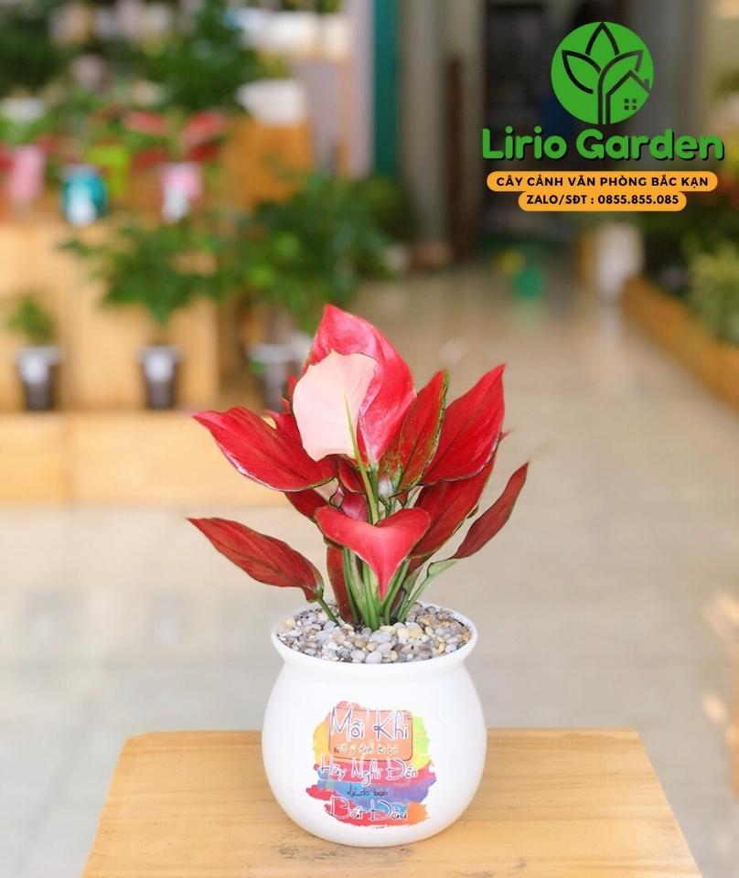 cây hồng lộc vạn lộc đỏ