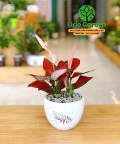 cây hồng lộc vạn lộc đỏ