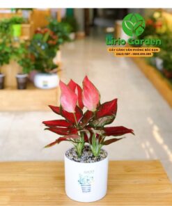 cây hồng lộc vạn lộc đỏ