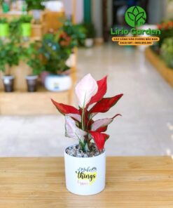 cây hồng lộc vạn lộc đỏ