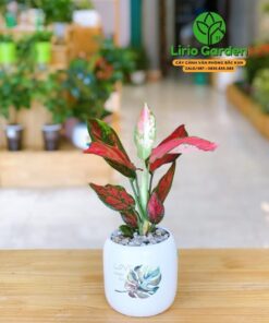 cây hồng lộc vạn lộc đỏ