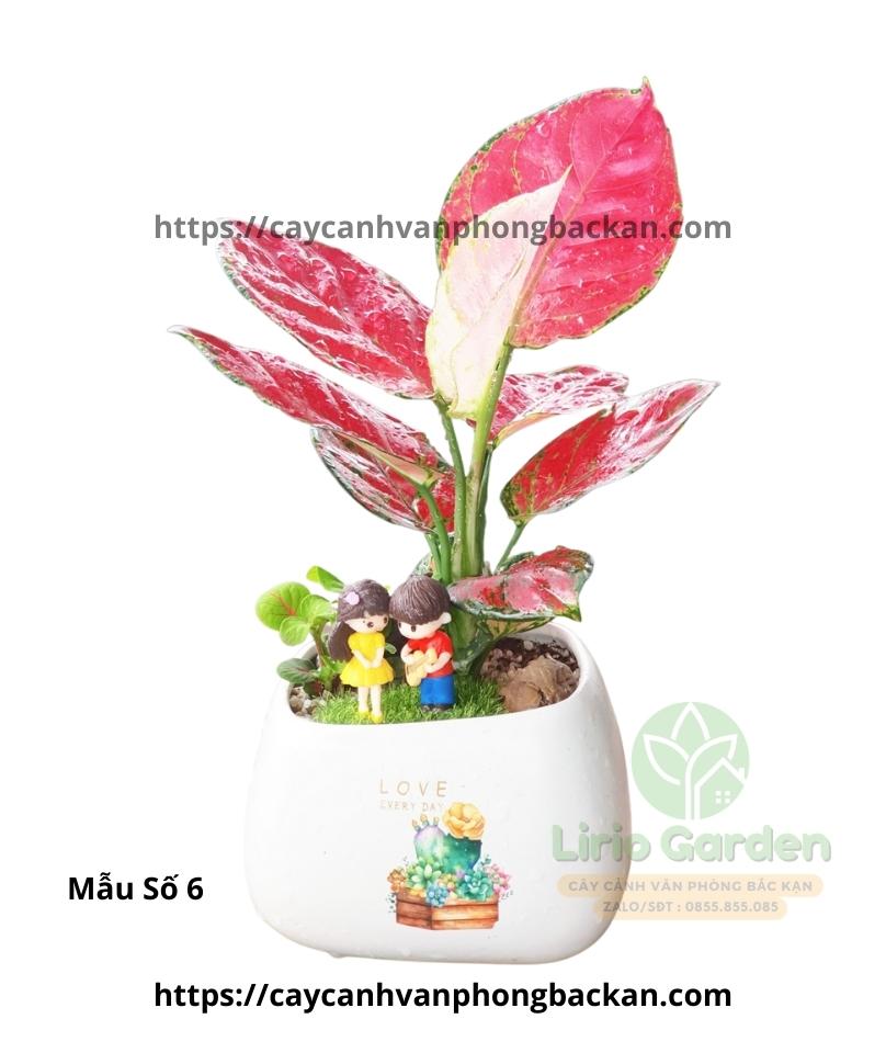 Cây vạn lộc trang trí tiểu cảnh