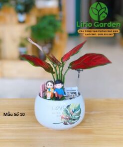 Cây vạn lộc trang trí tiểu cảnh