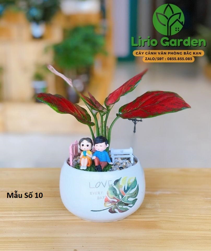 cây hồng lộc trang trí tiểu cảnh Cây vạn lộc trang trí tiểu cảnh