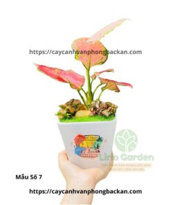 Cây vạn lộc trang trí tiểu cảnh
