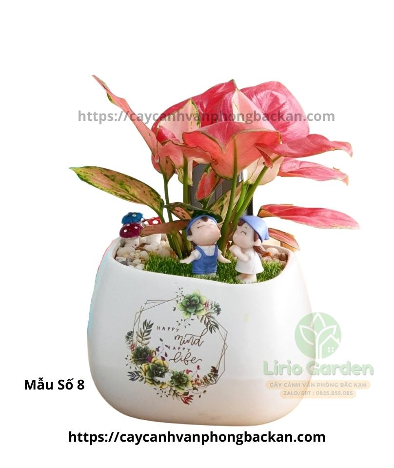 cây hồng lộc Cây vạn lộc trang trí tiểu cảnh
