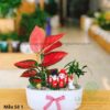 Cây vạn lộc trang trí tiểu cảnh