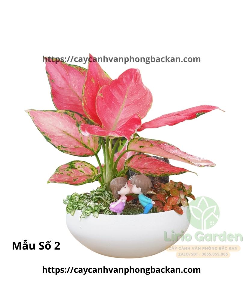 Cây vạn lộc trang trí tiểu cảnh