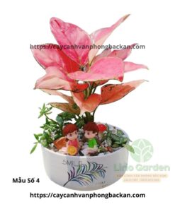 Cây vạn lộc trang trí tiểu cảnh