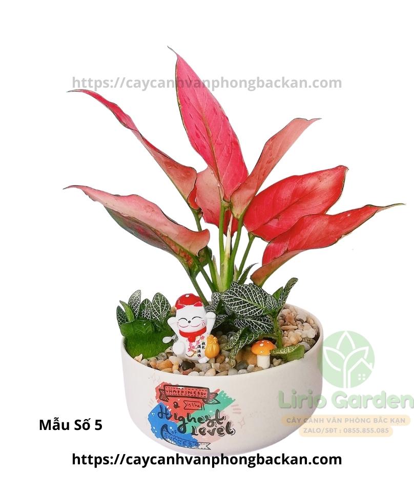 Cây vạn lộc trang trí tiểu cảnh