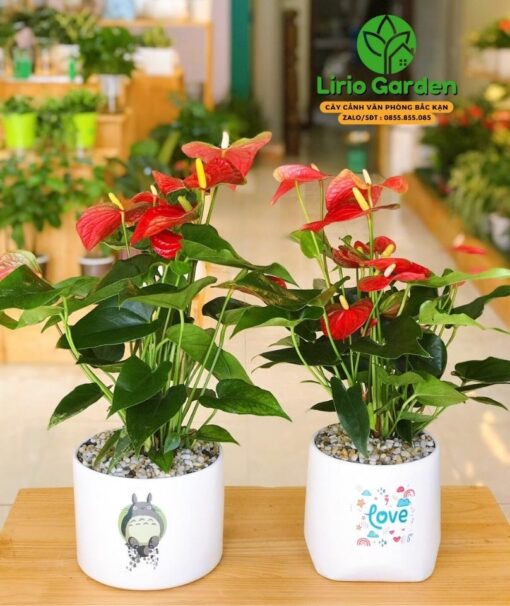 Cây Hồng Môn Đỏ