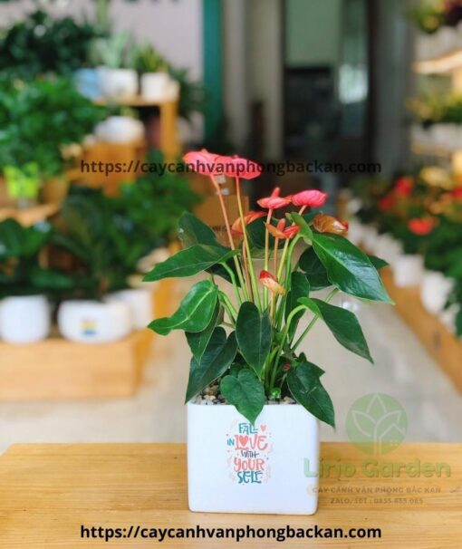 Cây Hồng Môn Đỏ