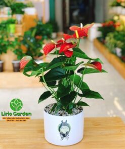 Cây Hồng Môn Đỏ