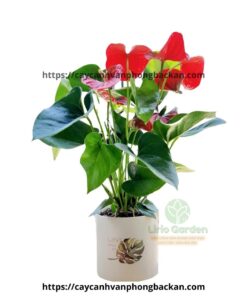 Cây Hồng Môn Đỏ