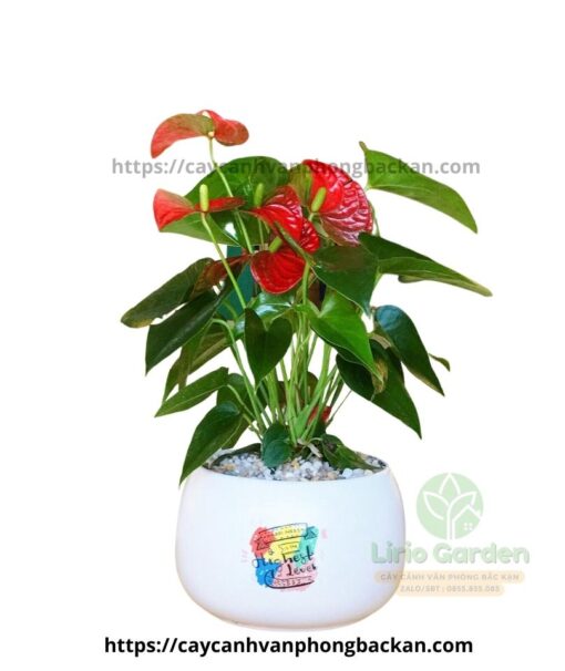Cây Hồng Môn Đỏ