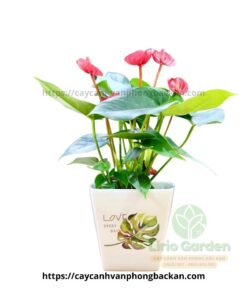 Cây Hồng Môn Đỏ