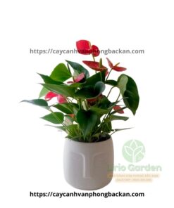 Cây Hồng Môn Đỏ