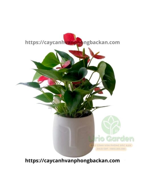 Cây Hồng Môn Đỏ