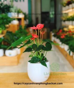 Cây Hồng Môn Đỏ