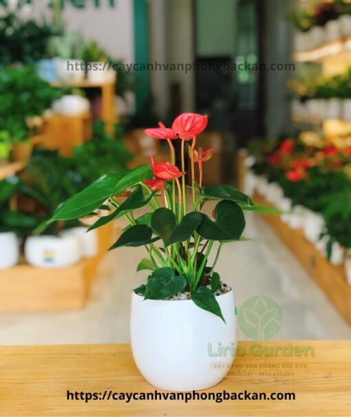 Cây Hồng Môn Đỏ