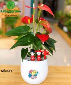 Cây Hồng Môn Đỏ Trang Trí Tiểu Cảnh