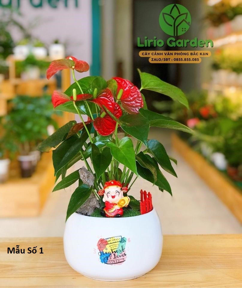 Cây Hồng Môn Đỏ Trang Trí Tiểu Cảnh