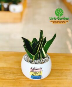 Cây Lưỡi Hổ Thái Size Nhỏ