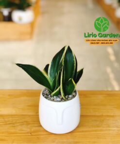 Cây Lưỡi Hổ Thái Size Nhỏ